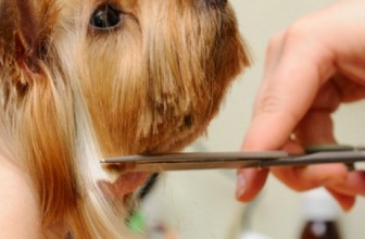 Почти всех собак нужно периодически стричь